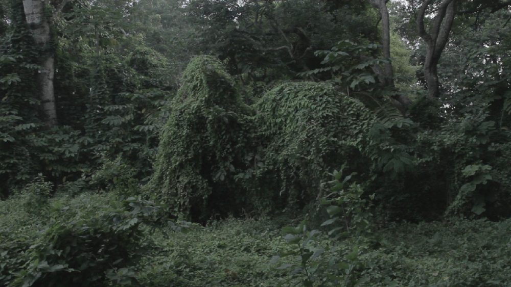 Chapitre V – The sacred forest, pierrick mouton