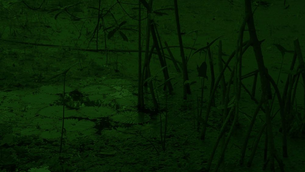 Chapitre V – The sacred forest, pierrick mouton